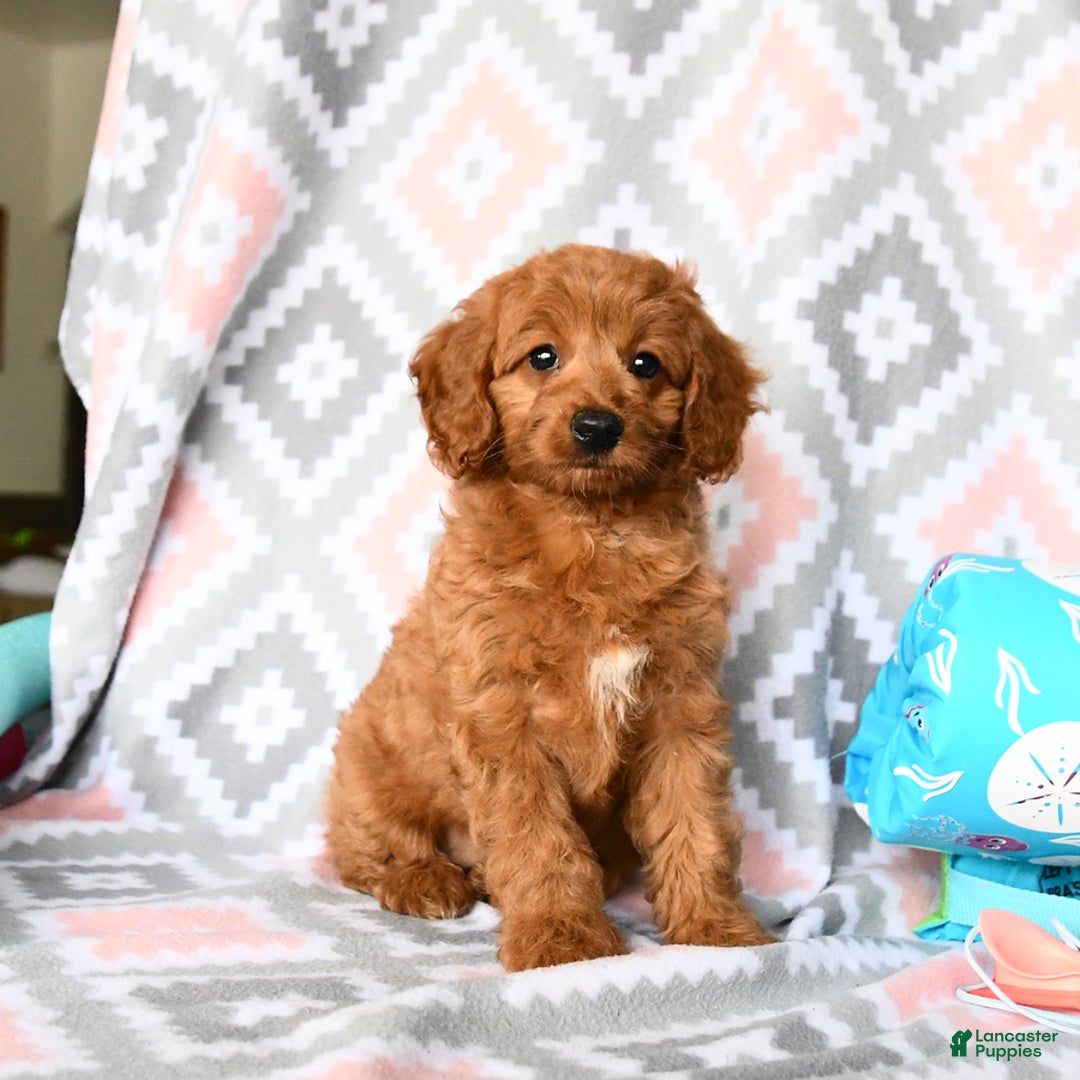 Cockapoo dogs for sale: Judy - Image 1