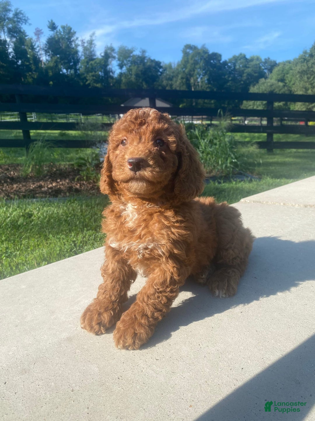 Mini Goldendoodle dogs for sale: Duchess - Image 6
