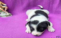 Border Collie dogs for sale: Fasti - Image 7