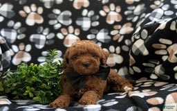 Miniature Poodle dogs for sale: Kollin - Image 3