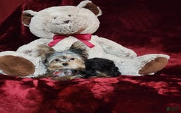Yorkshire Terrier dogs for sale: Teddy - Image 8