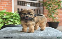 Havapoo dogs for sale: Gracie - Image 2