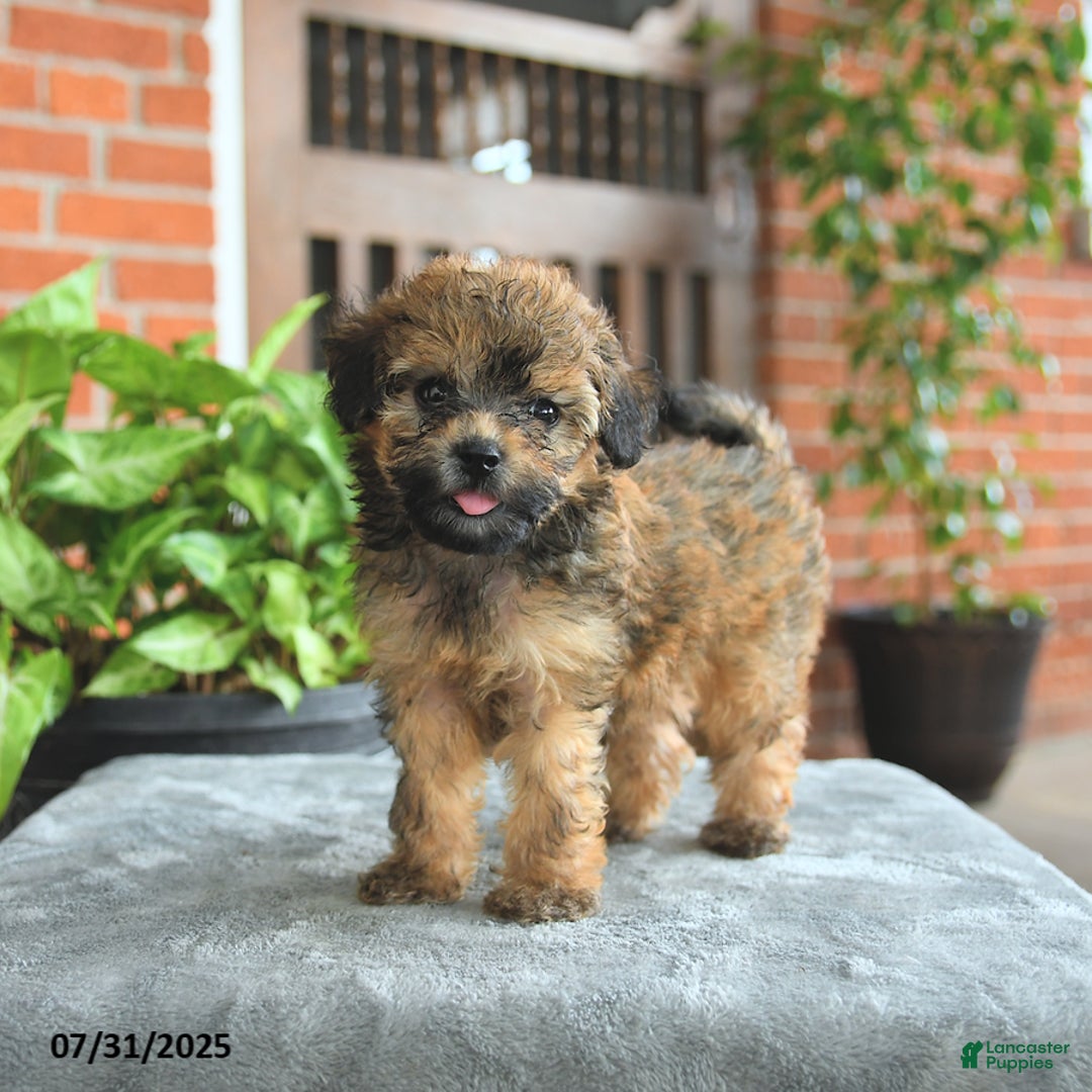 Havapoo dogs for sale: Gracie - Image 2