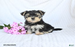 Morkie dogs for sale: Maisy - Image 3