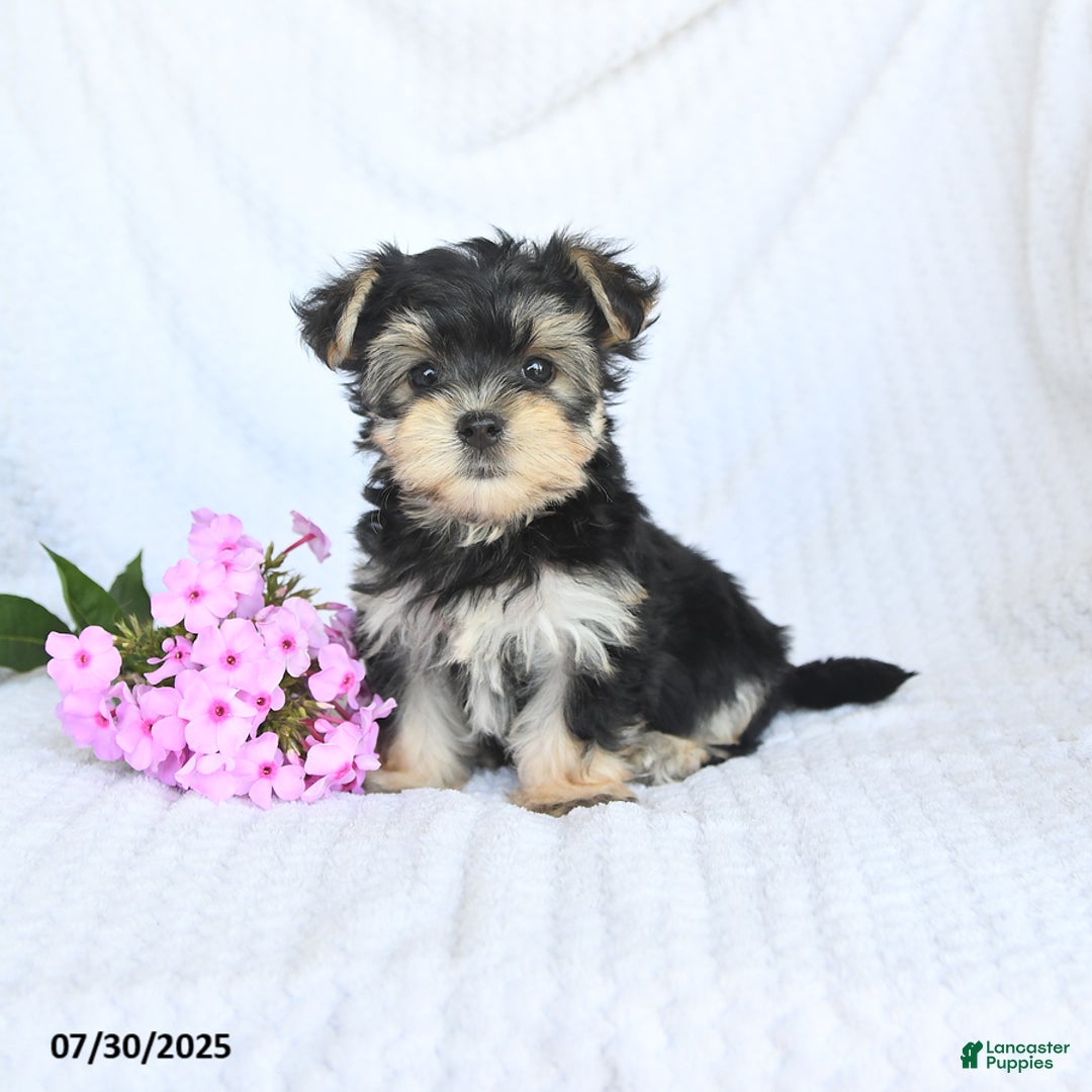 Morkie dogs for sale: Maisy - Image 3