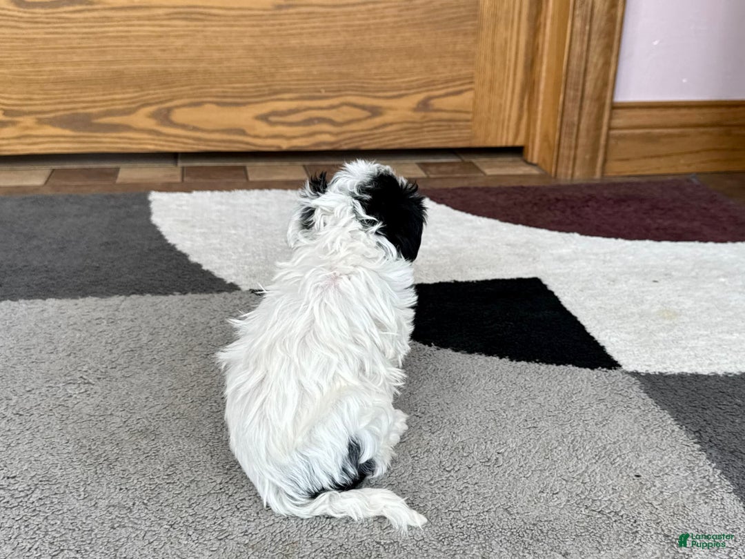 Havanese dogs for sale: Leona - Image 4
