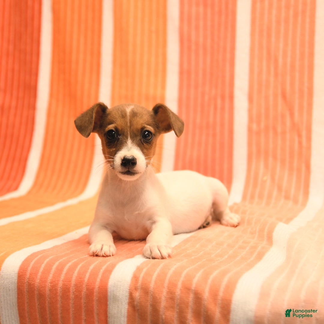 Jack Russell Terrier dogs for sale: Nancy - Image 3