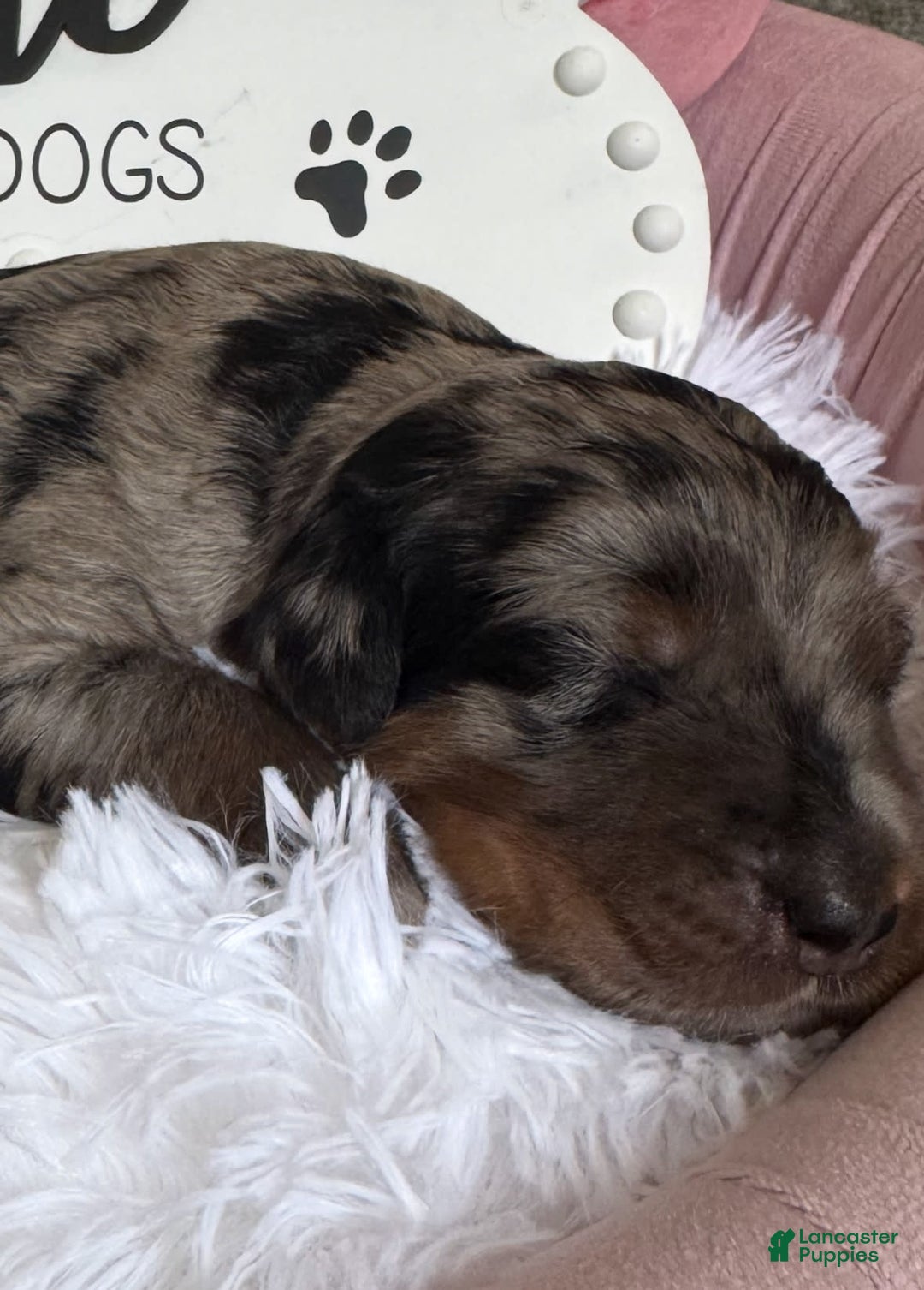 Bernedoodle dogs for sale: Merle Girl A - Image 5