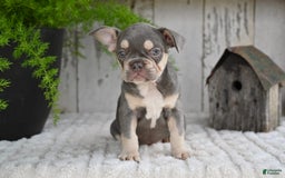 French Bulldog dogs for sale: Sophie - Image 1