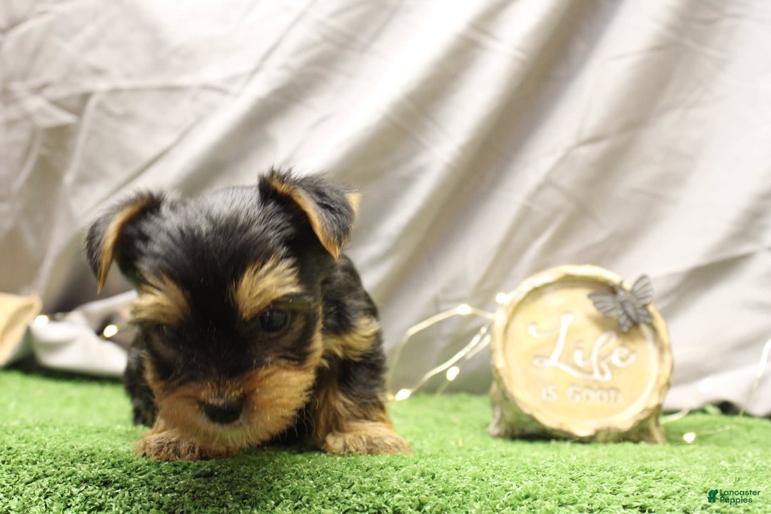 Yorkshire Terrier dogs for sale: Yorkshire Terrier 6 puppies - Image 3