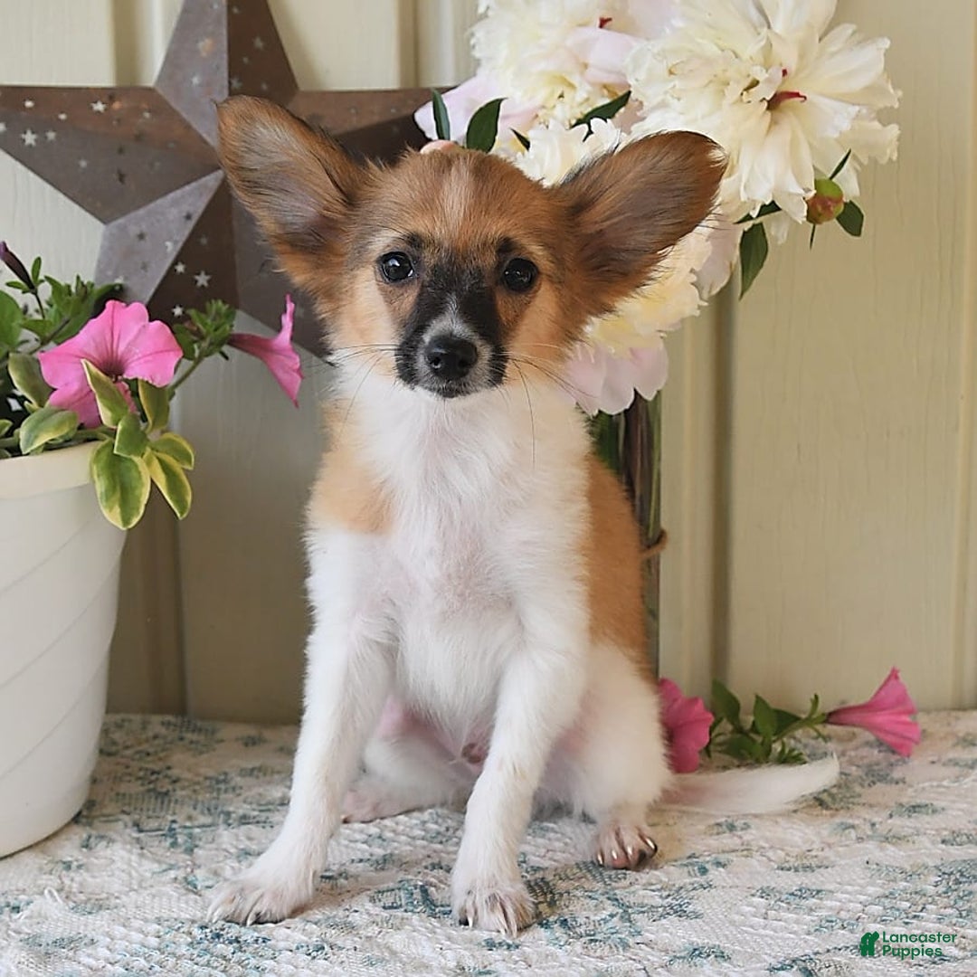 Papillon dogs for sale: Pluto - Image 9