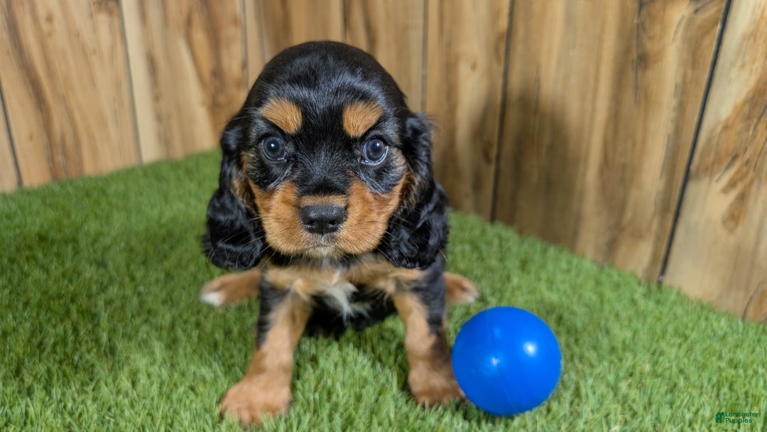 Cavalier King Charles Spaniel dogs for sale: Brin Boy 1 - Image 9