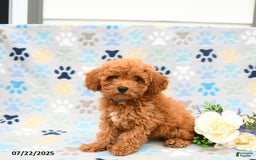 Cockapoo dogs for sale: Dusty - Image 3