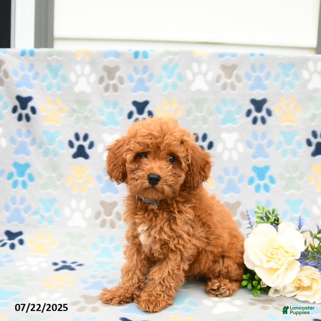 Cockapoo dogs for sale: Dusty - Image 3