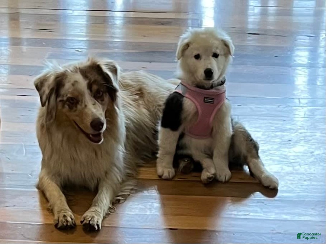 Australian Shepherd dogs for sale: Sugar - Image 2