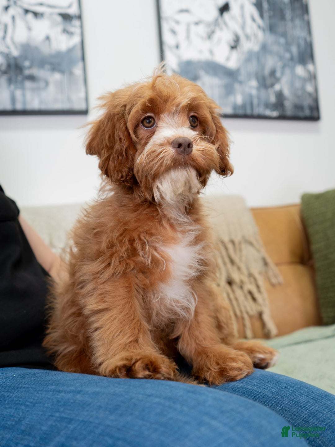 Cavapoo dogs for sale: Natalie - Image 11