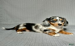 Miniature Dachshund dogs for sale: Miniature Dachshund 3 puppies - Image 6