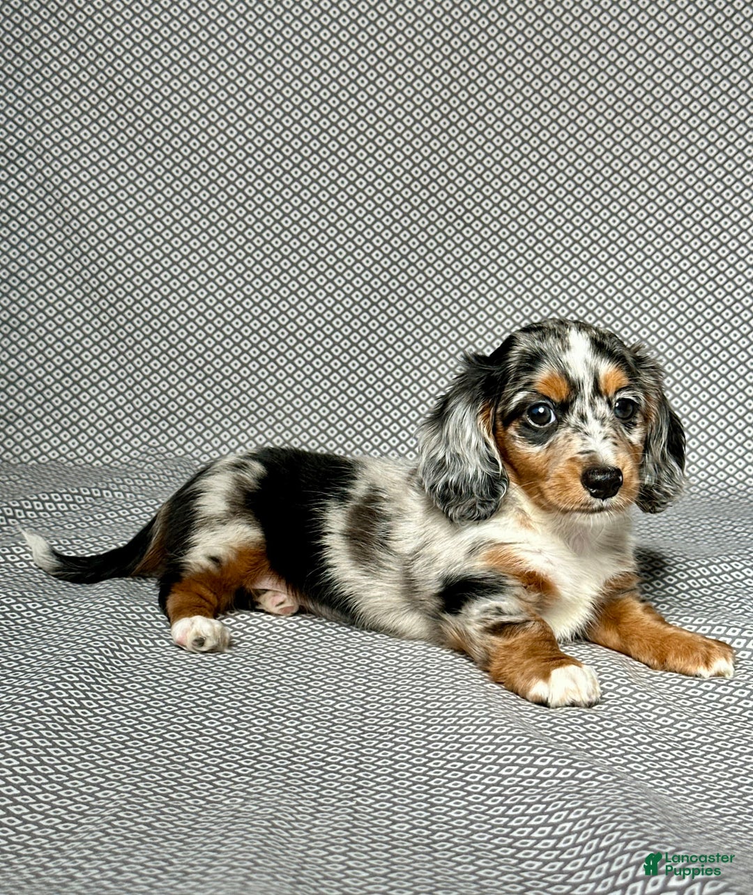 Miniature Dachshund dogs for sale: Miniature Dachshund 3 puppies - Image 6