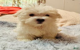Maltese dogs for sale: BJ - Image 2