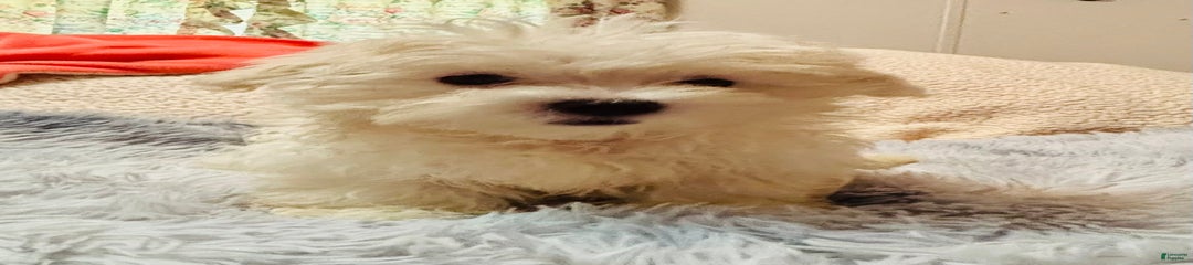 BJ