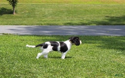 Cavalier King Charles Spaniel dogs for sale: Toby - Image 23