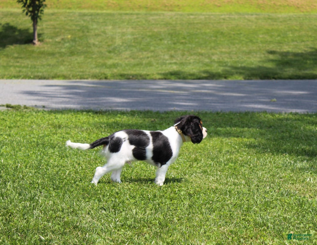 Cavalier King Charles Spaniel dogs for sale: Toby - Image 23