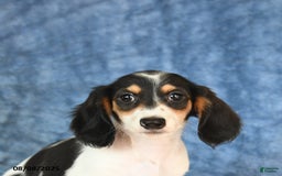 Miniature Dachshund dogs for sale: Scott - Image 2