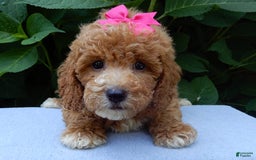 Mini Goldendoodle dogs for sale: Janice - Image 5
