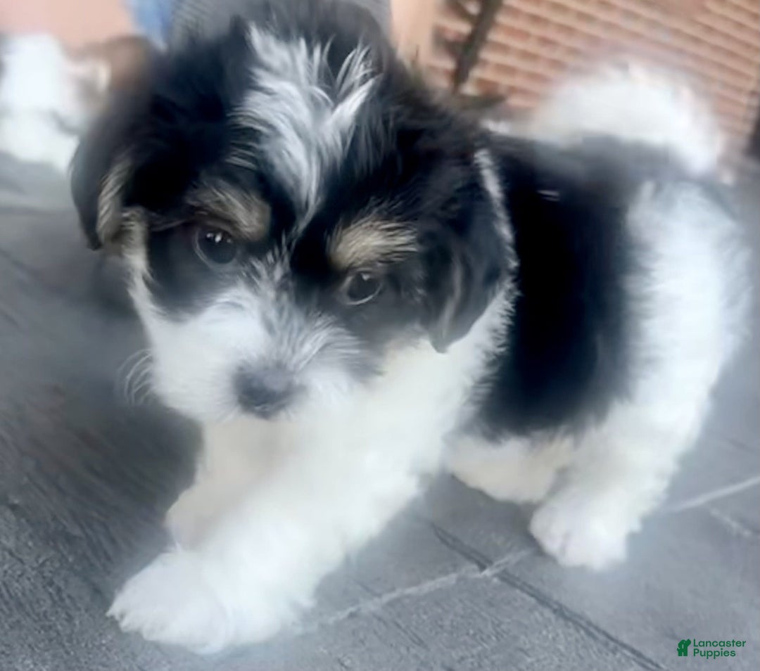 Shorkie dogs for sale: Wendy - Image 2