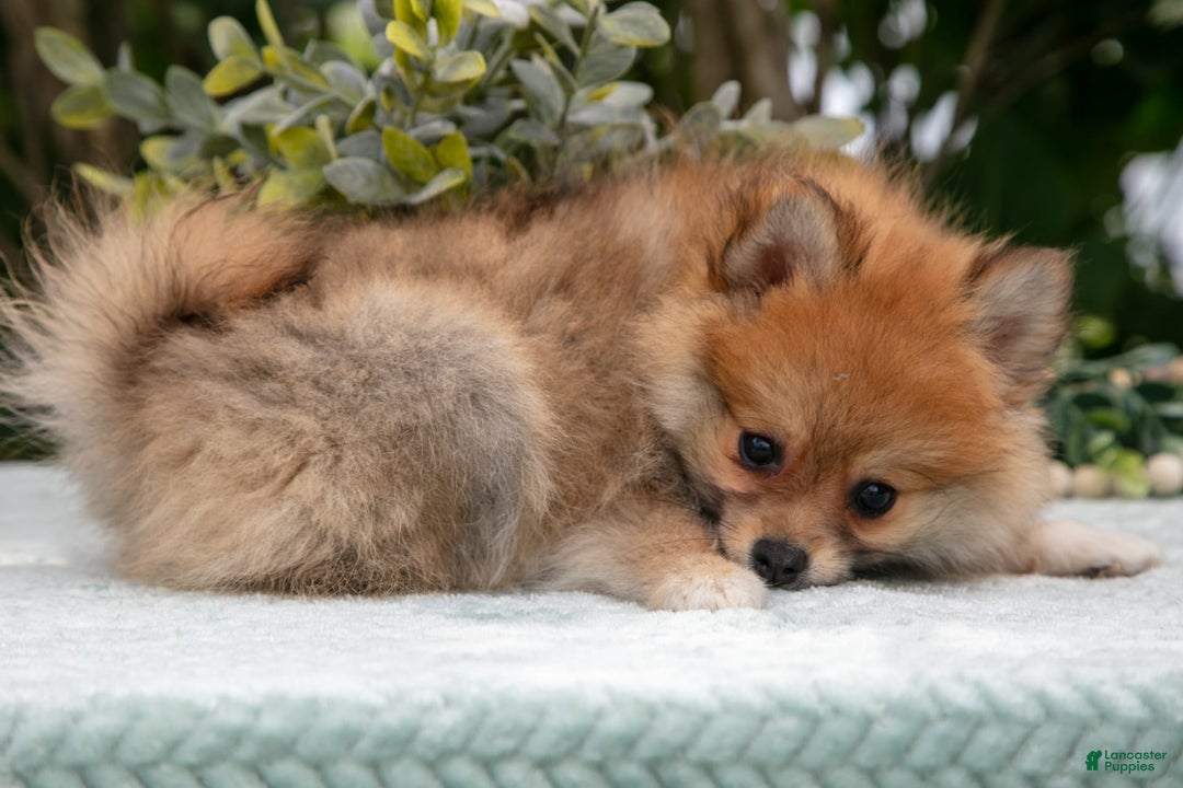 Pomeranian dogs for sale: Rosie - Image 1
