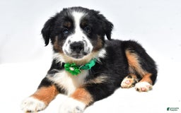 Miniature Australian Shepherd dogs for sale: Twinkle - Image 3