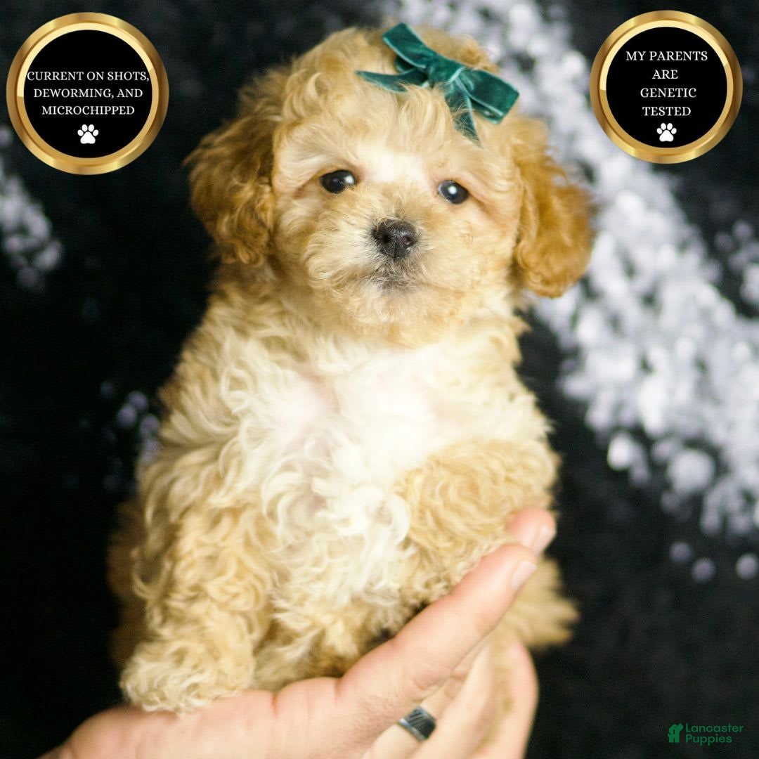 Maltipoo dogs for sale: Maltipoo 4 puppies - Image 1