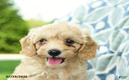 Cockapoo dogs for sale: Apple - Image 2