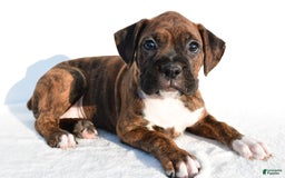 Boxer dogs for sale: Maxine - Image 9