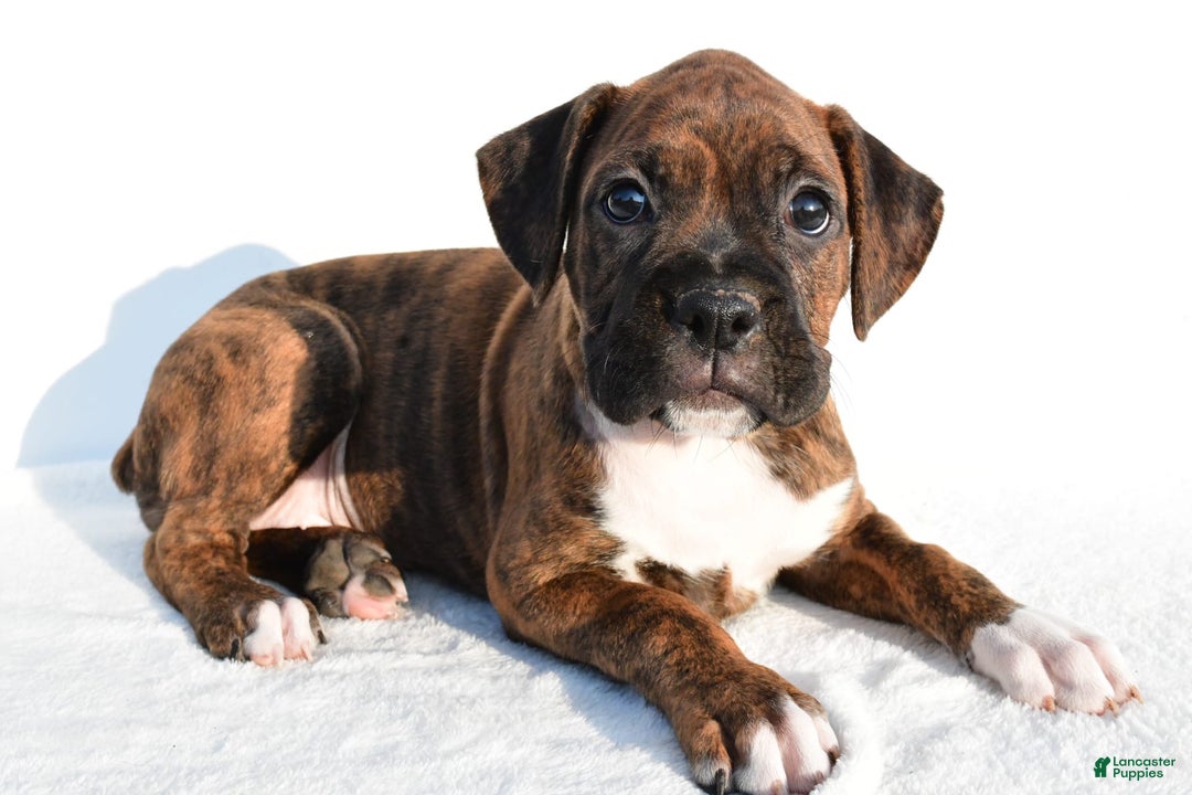 Boxer dogs for sale: Maxine - Image 9