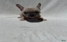 French Bulldog dogs for sale: Nigel - Image 1