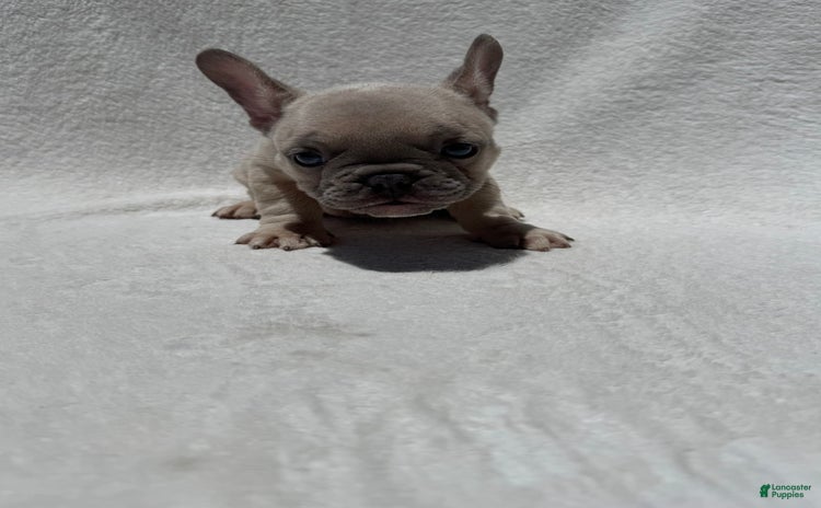 French Bulldog dogs for sale - Ad 1
