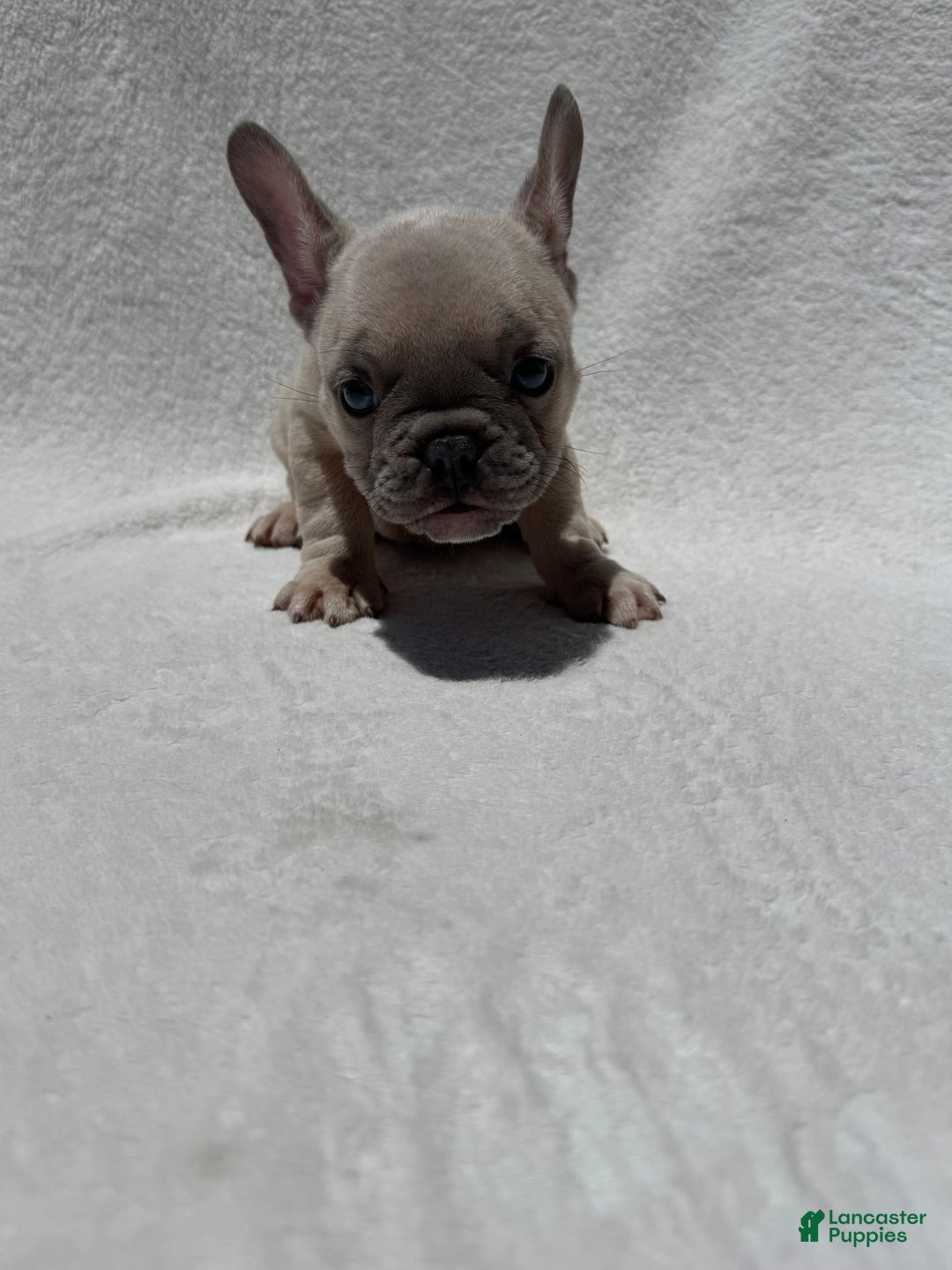 French Bulldog dogs for sale: Nigel - Image 1