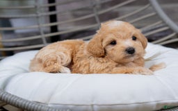 Maltipoo dogs for sale: Vincent - Image 2