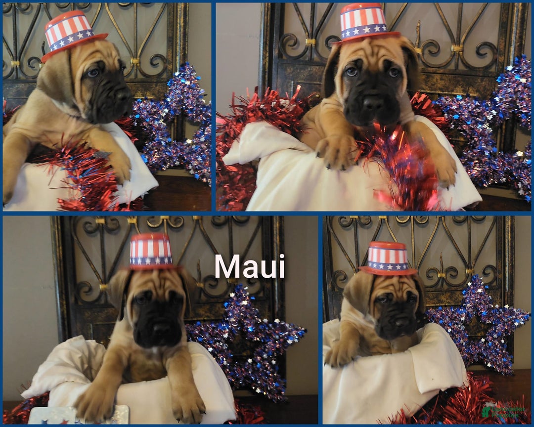 Cane Corso dogs for sale: Cane Corso 11 puppies - Image 4