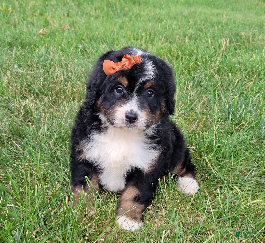 Mini Bernedoodle dogs for sale: Sadie - Image 1