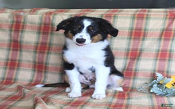 Miniature Australian Shepherd dogs for sale: Benji - Image 5