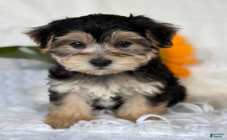 Morkie dogs for sale - Ad 1