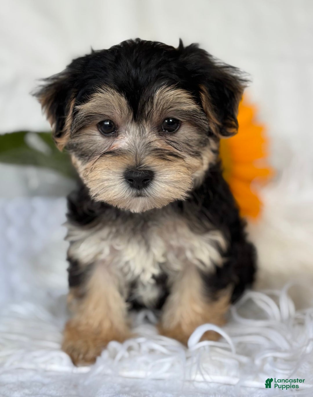 Morkie dogs for sale: LUKE - Image 1