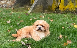 Lhasa Apso dogs for sale: Corey - Image 3