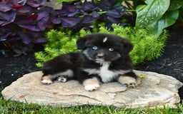 Miniature Australian Shepherd dogs for sale: Chase - Image 2