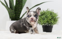 French Bulldog dogs for sale: Peyton - Image 7