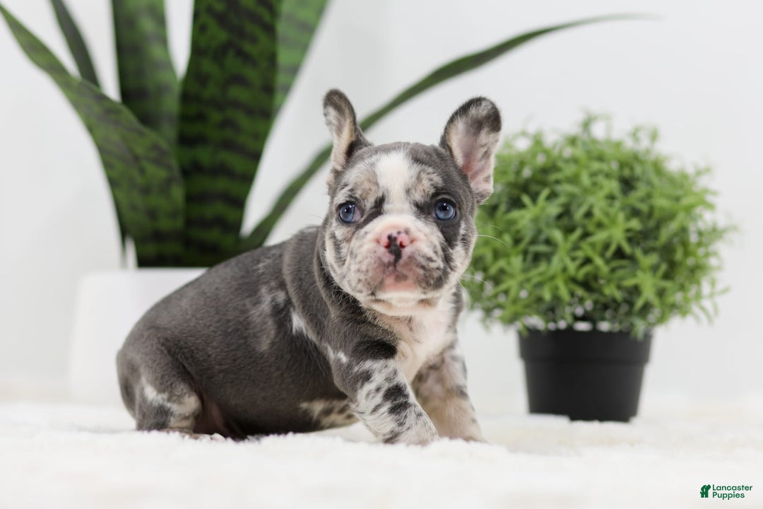 French Bulldog dogs for sale: Peyton - Image 7
