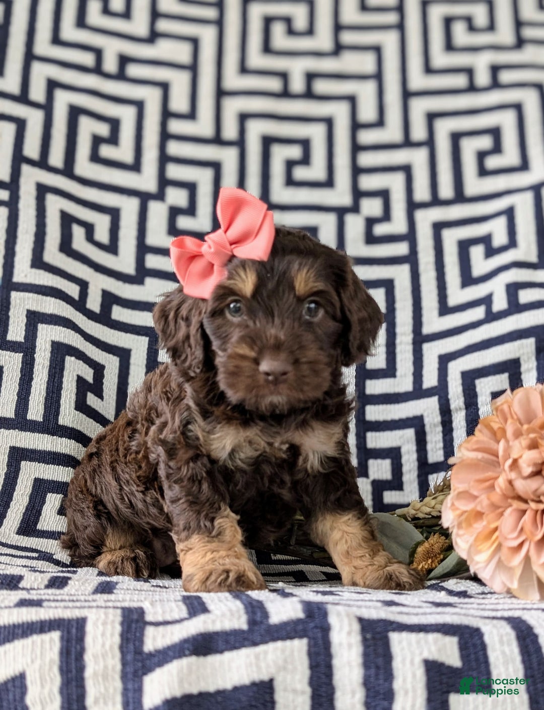 Cockapoo dogs for sale: Charise - Image 4