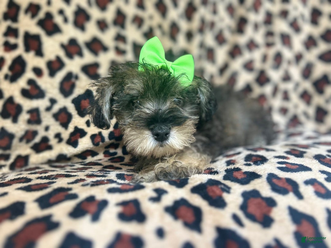 Miniature Schnauzer dogs for sale: Angel - Image 6